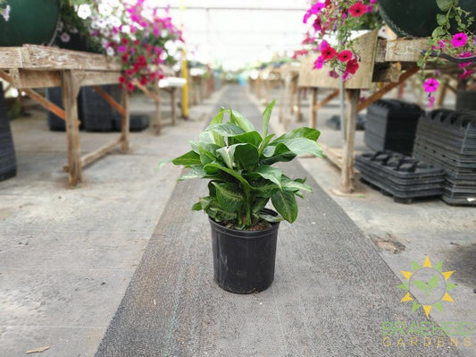 Large Dieffenbachia Camille -NO SHIP-