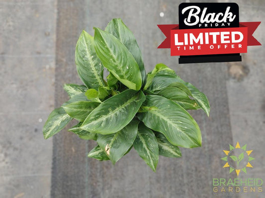 Large Dieffenbachia Camille -NO SHIP-