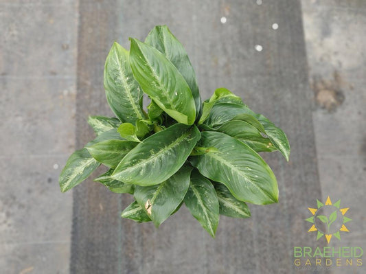 Large Dieffenbachia Camille -NO SHIP-