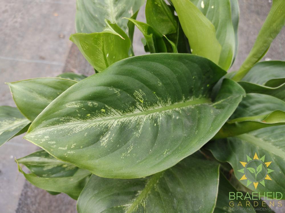 Large Dieffenbachia Camille -NO SHIP-
