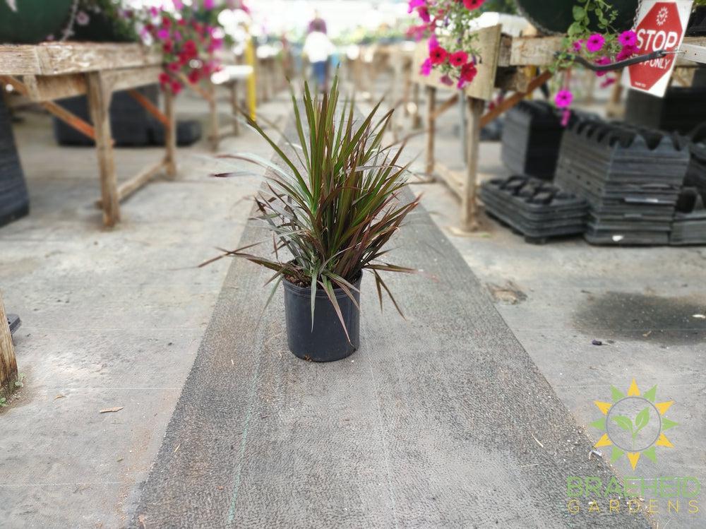 Large Dragon Tree-NO SHIP-