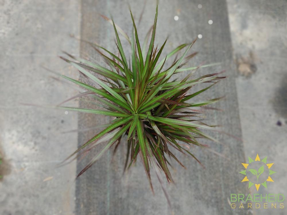 Large Dragon Tree-NO SHIP-