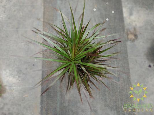 Large Dragon Tree-NO SHIP-