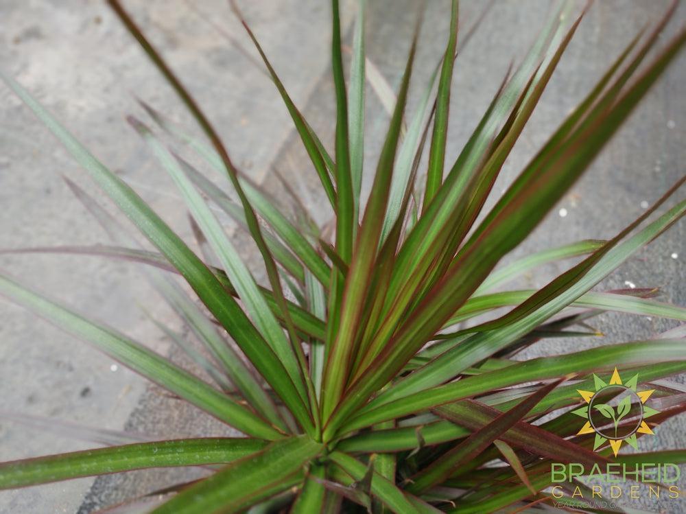 Large Dragon Tree-NO SHIP-