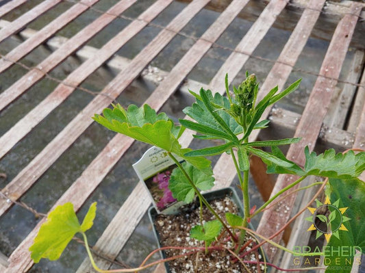 Sidalcea Prairie Mallow 'Candy Girl'