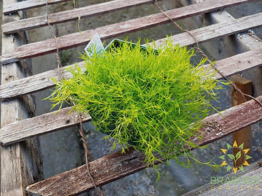 Golden Moss 'Aurea' -NO SHIP-