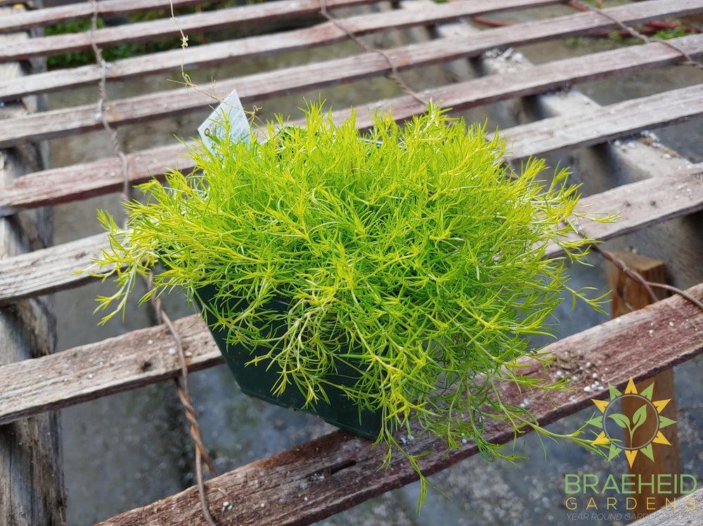 Golden Moss 'Aurea' -NO SHIP-