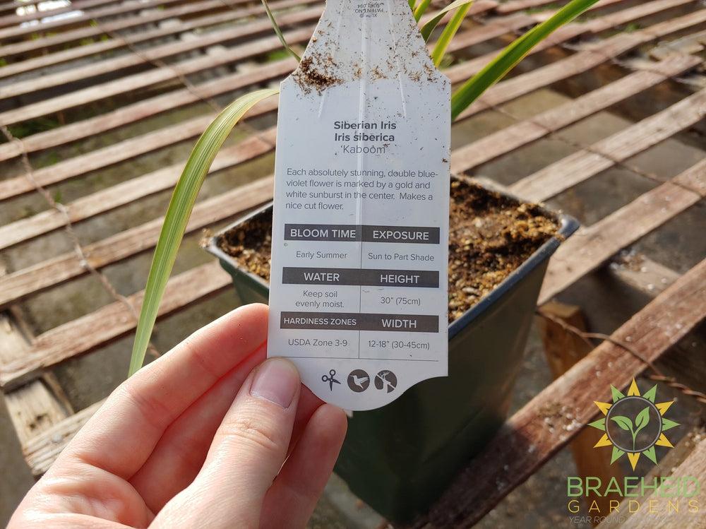 Iris siberica 'Kaboom' - NO SHIP -