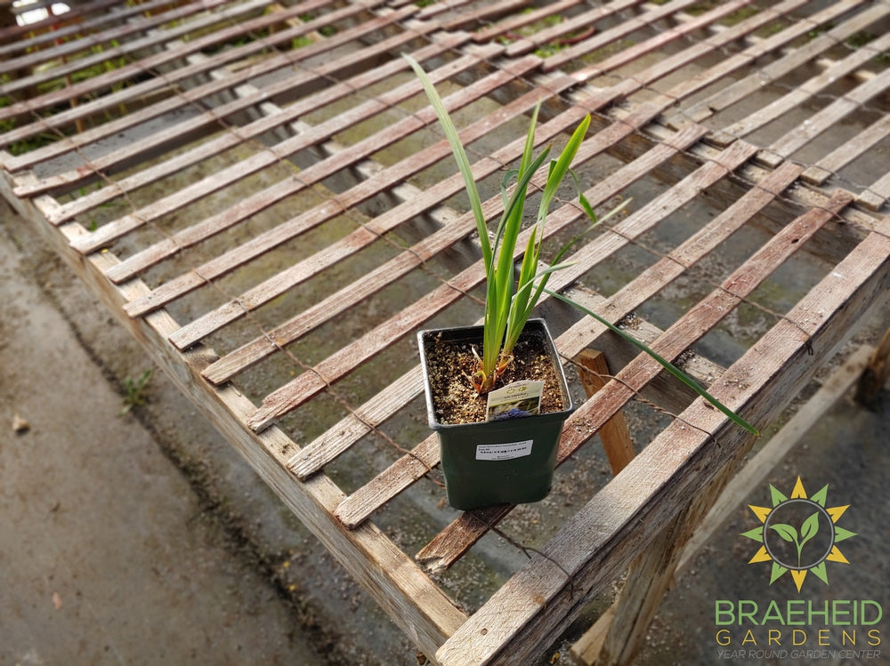 Iris siberica 'Concord Crush' - NO SHIP -