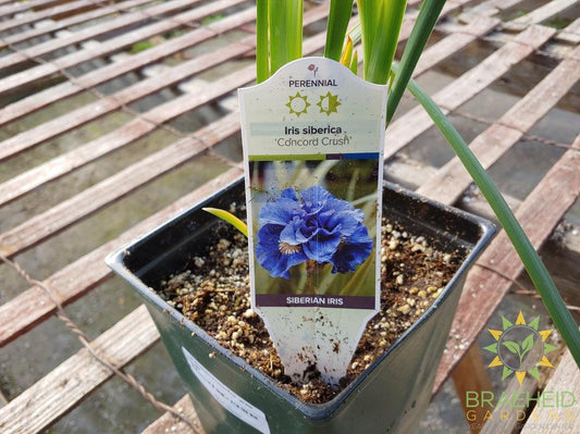 Iris siberica 'Concord Crush' - NO SHIP -
