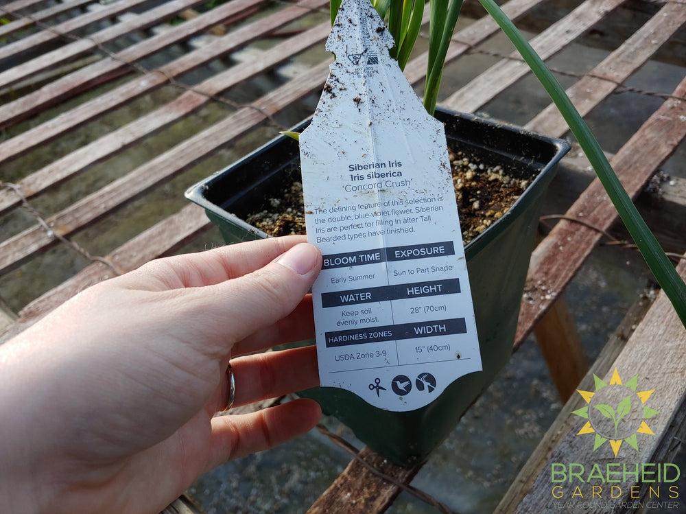 Iris siberica 'Concord Crush' - NO SHIP -