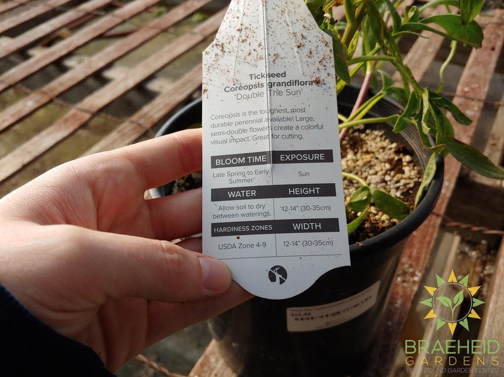 Coreopsis grandiflora 'Double the Sun' -NO SHIP-