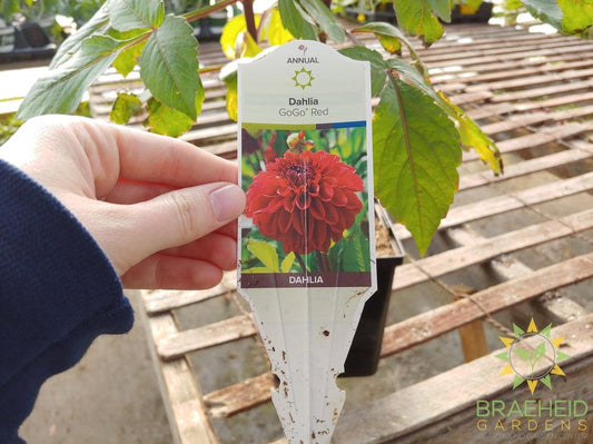Dahlia 'GoGo Red' - NO SHIP -