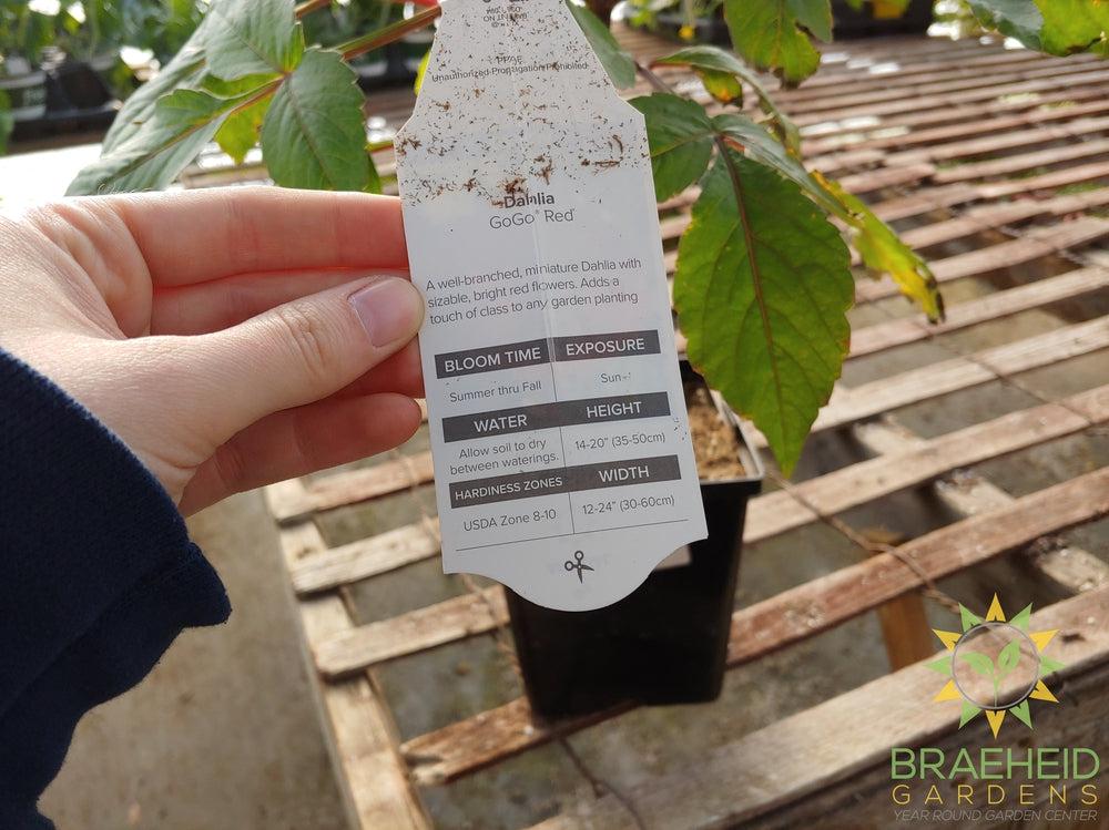 Dahlia 'GoGo Red' - NO SHIP -