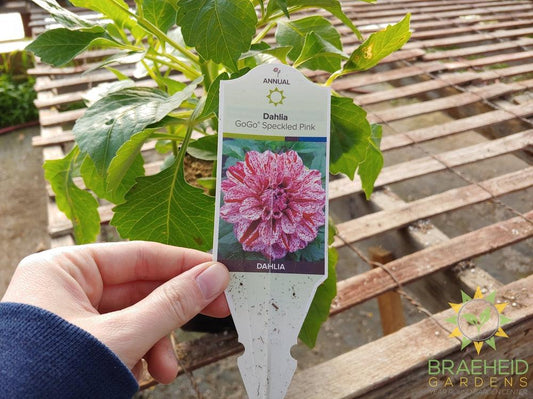 Dahlia 'GoGo Speckled Pink' - NO SHIP -