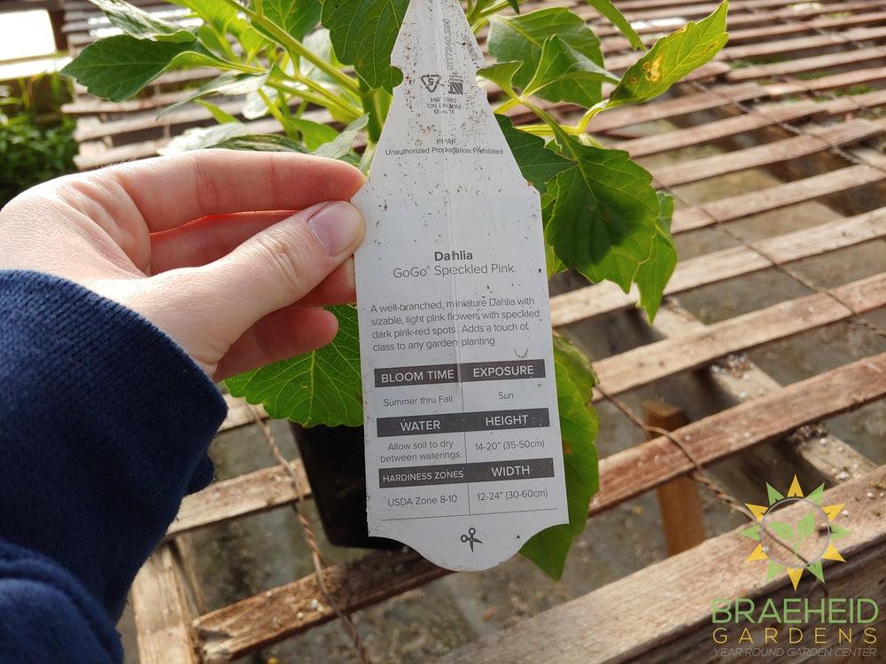 Dahlia 'GoGo Speckled Pink' - NO SHIP -