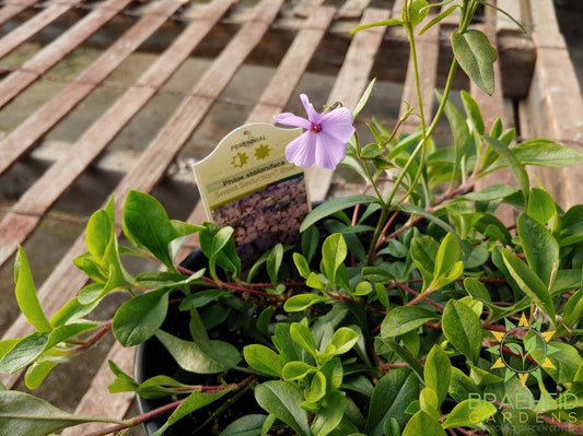 Phlox 'Sweet Seduction Blue' - NO SHIP -