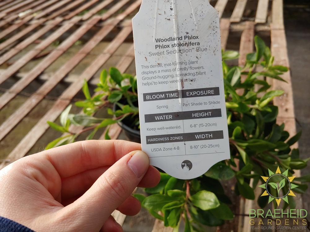 Phlox 'Sweet Seduction Blue' - NO SHIP -