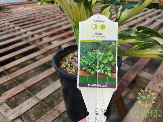 Hosta 'Whirlwind' - NO SHIP -