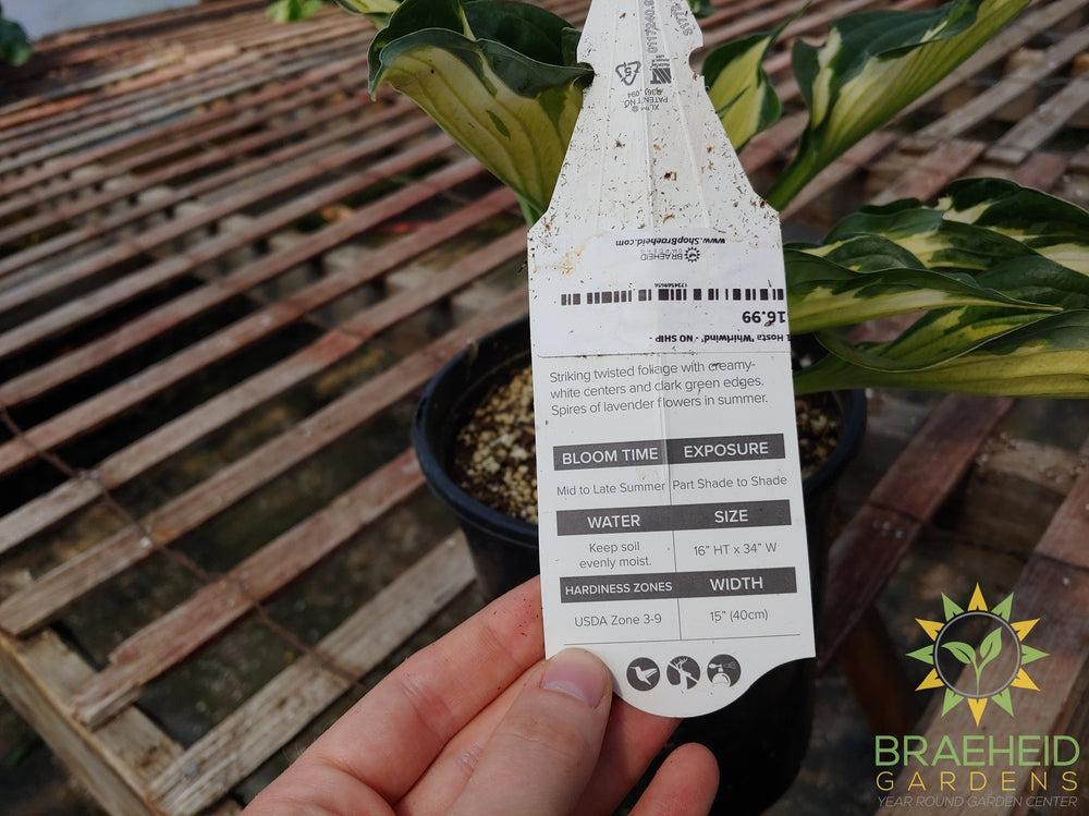 Hosta 'Whirlwind' - NO SHIP -