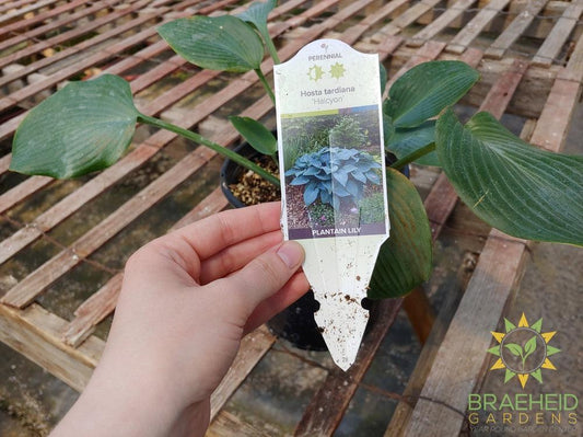 Hosta 'Halcyon' -NO SHIP -