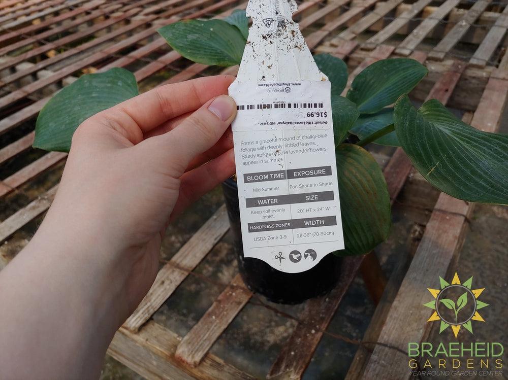 Hosta 'Halcyon' -NO SHIP -