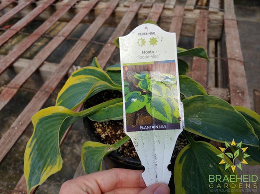 Hosta 'Tootie Mae' - NO SHIP -