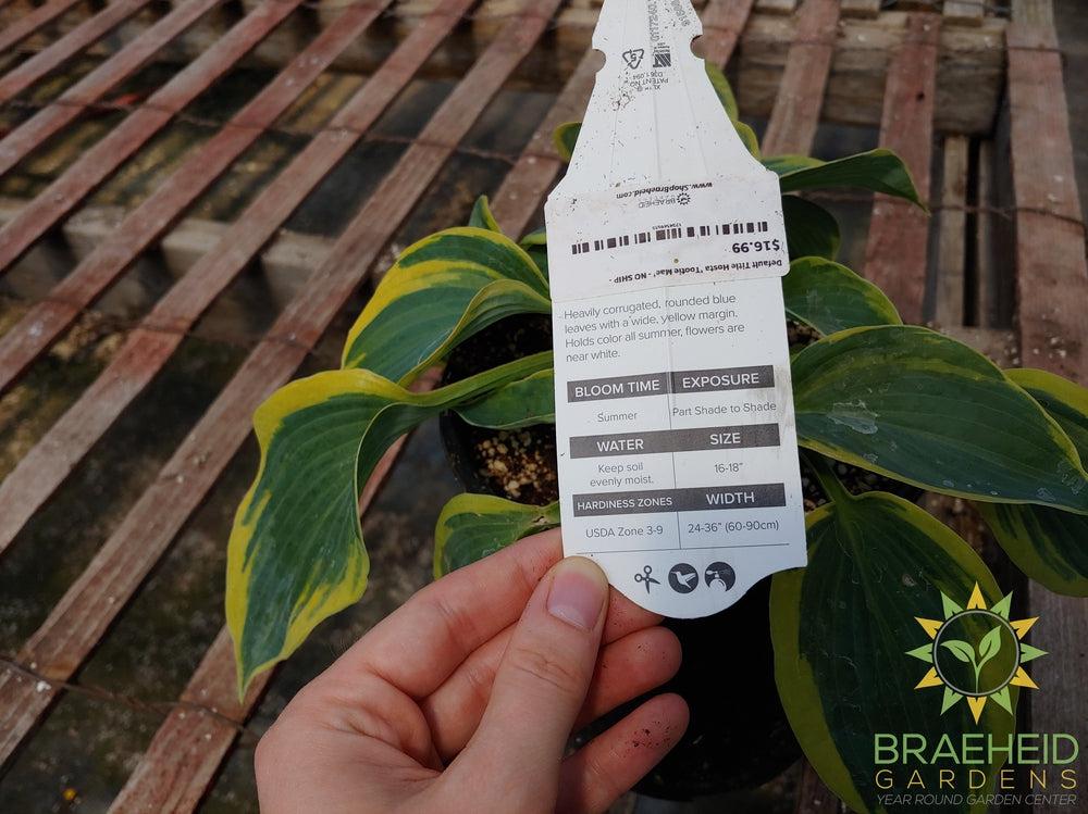 Hosta 'Tootie Mae' - NO SHIP -