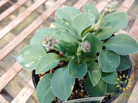 Hosta 'Blue Mouse Ears' -NO SHIP -