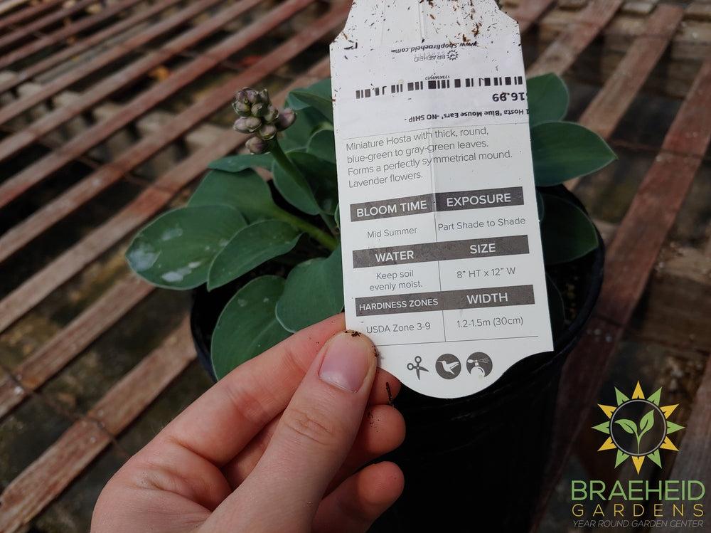 Hosta 'Blue Mouse Ears' -NO SHIP -