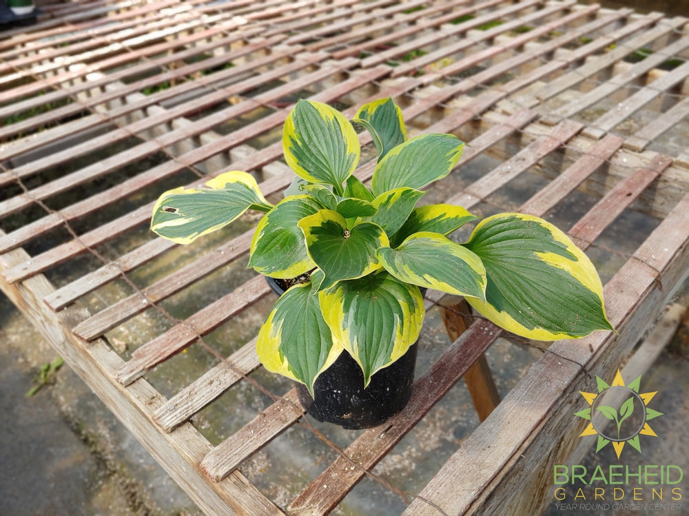 Hosta 'Queen Josephine' -NO SHIP -
