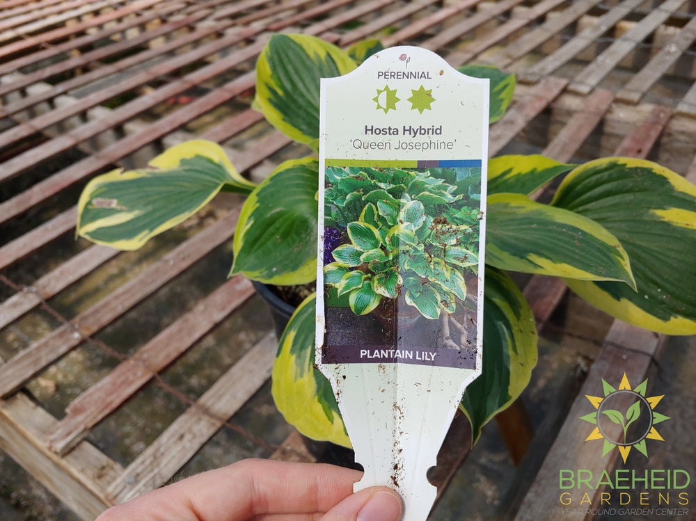 Hosta 'Queen Josephine' -NO SHIP -