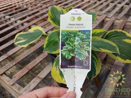 Hosta 'Queen Josephine' -NO SHIP -