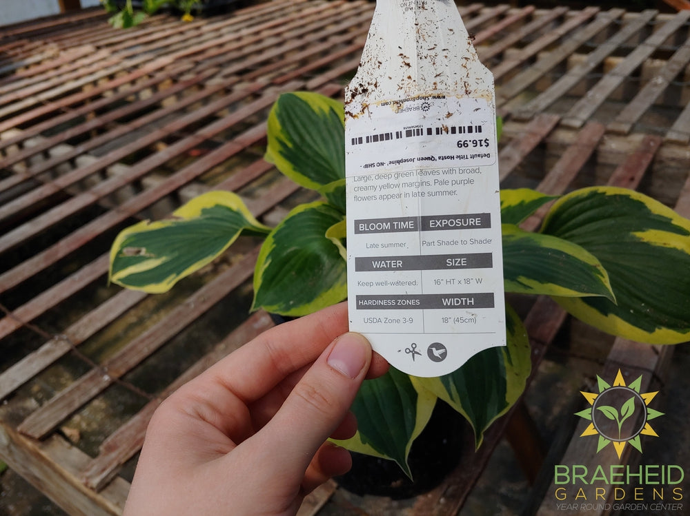 Hosta 'Queen Josephine' -NO SHIP -