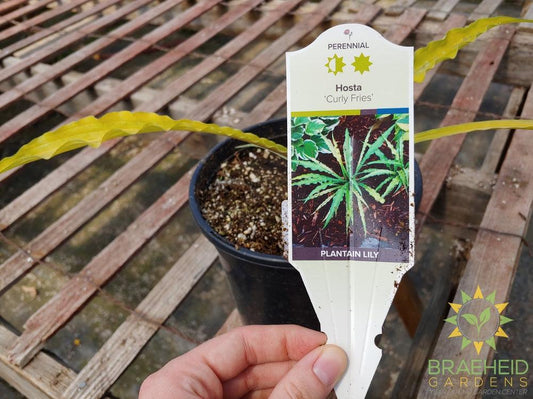 Hosta 'Curly Fries' -NO SHIP -