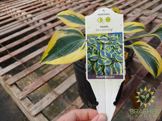 Hosta 'Ben Vernooy' -NO SHIP -