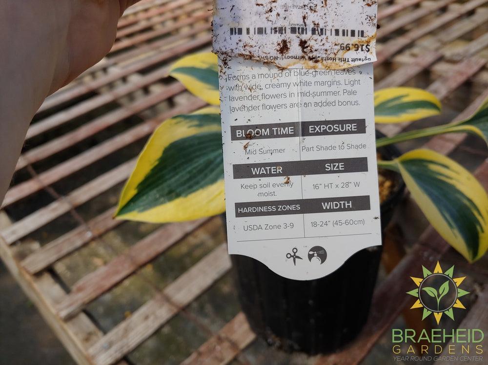 Hosta 'Ben Vernooy' -NO SHIP -