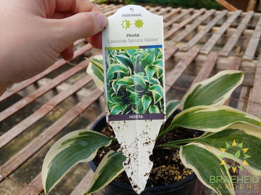 Hosta 'Lakeside Spruce Goose' -NO SHIP -