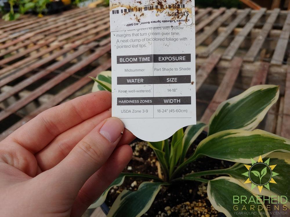 Hosta 'Lakeside Spruce Goose' -NO SHIP -