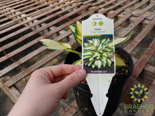 Hosta 'Color Festival' -NO SHIP -