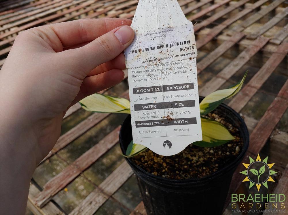 Hosta 'Color Festival' -NO SHIP -