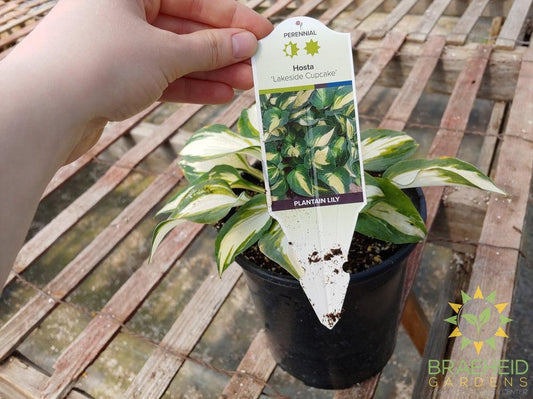 Hosta 'Lakeside Cupcake' -NO SHIP -