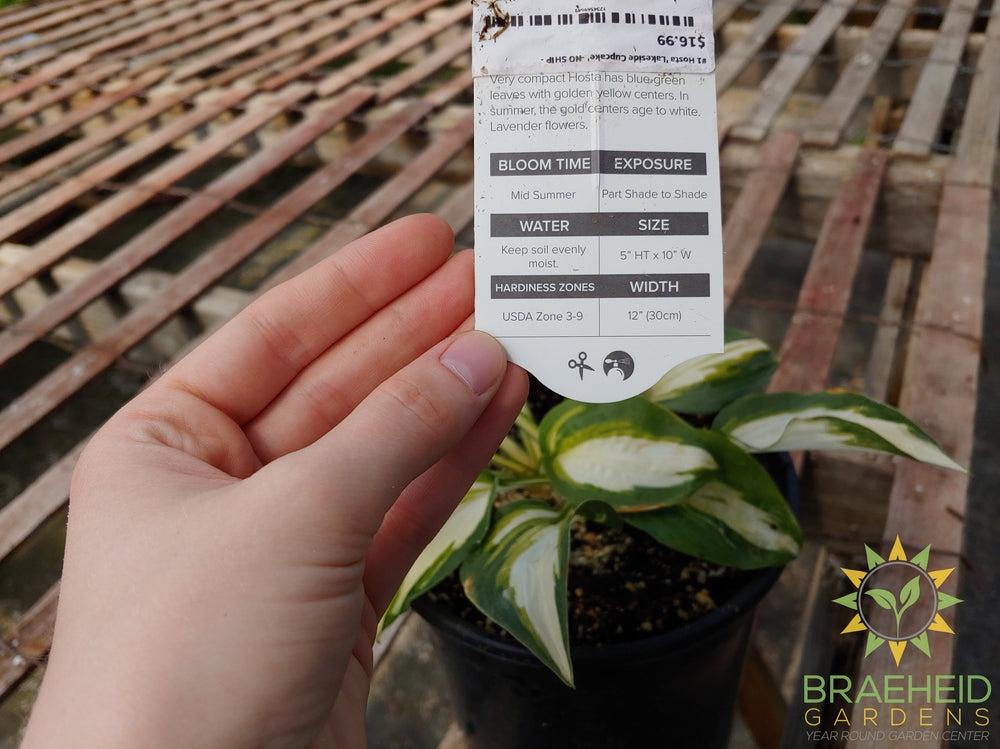 Hosta 'Lakeside Cupcake' -NO SHIP -