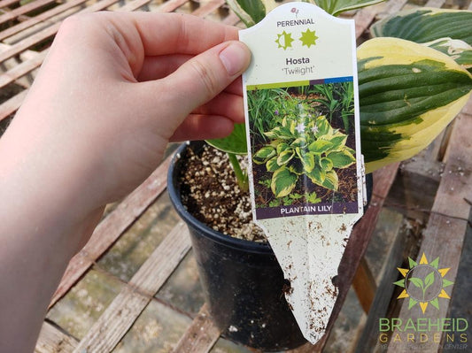 Hosta 'Twilight' -NO SHIP -