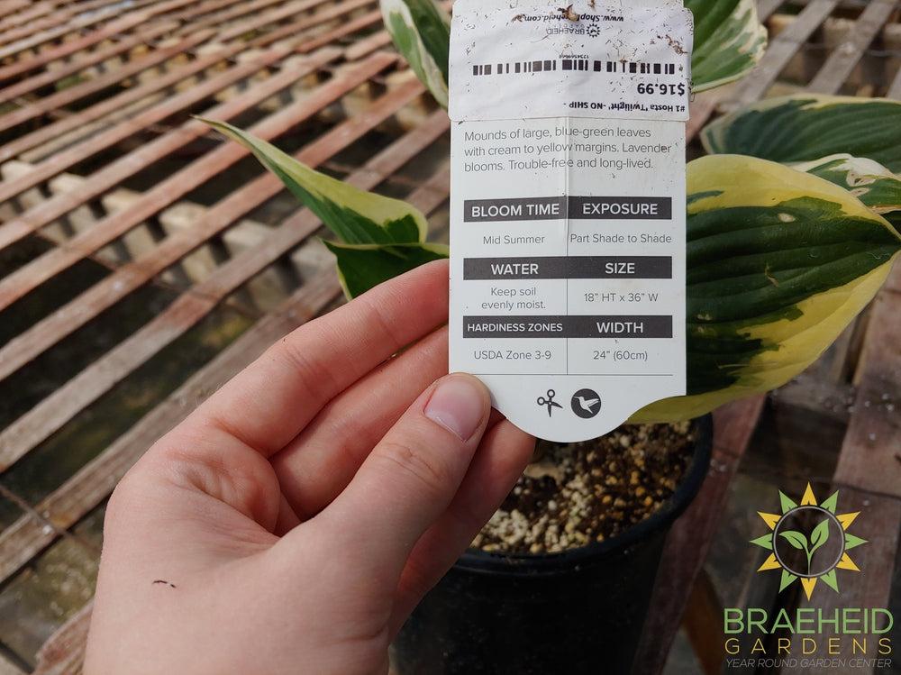 Hosta 'Twilight' -NO SHIP -