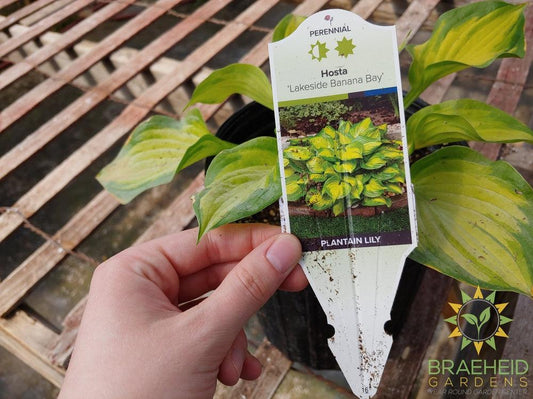 Hosta 'Lakeside Banana Bay' -NO SHIP -