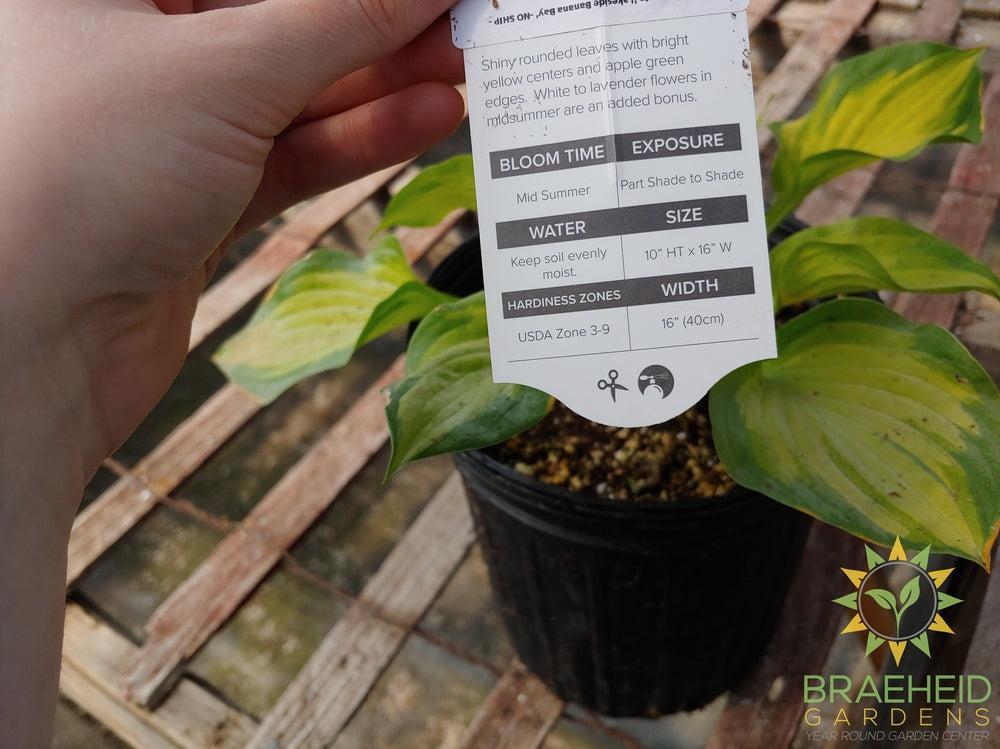 Hosta 'Lakeside Banana Bay' -NO SHIP -