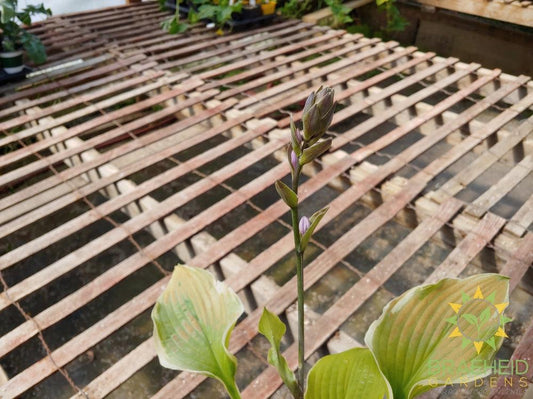 Hosta 'Sunshine Glory' -NO SHIP -