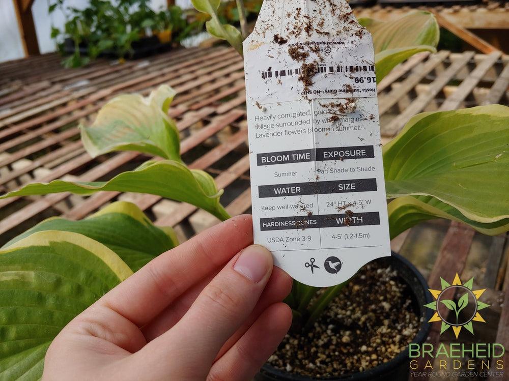 Hosta 'Sunshine Glory' -NO SHIP -