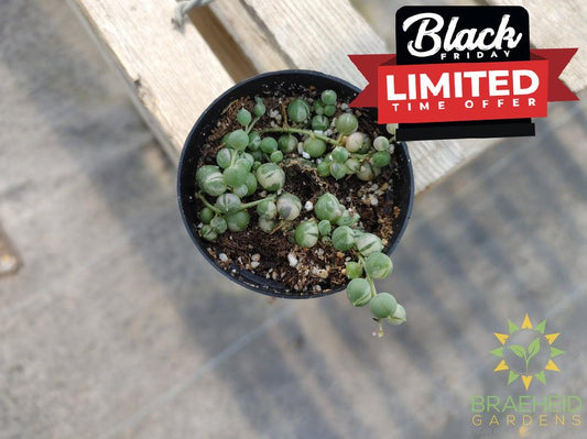 Variegated String of Pearls